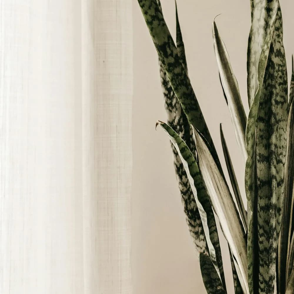 Snake plant, medium, close-up