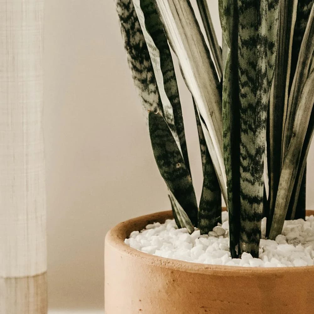 Snake plant, medium, detail